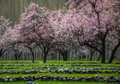 Cherry Blossom Season in Hunza & Skardu: Best Time to Visit Pakistan